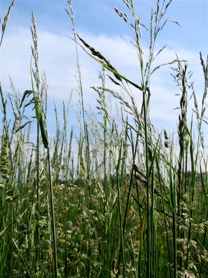 Gewöhnlicher Glatthafer (Arrhenatherum elatius) bei Hockenheim
