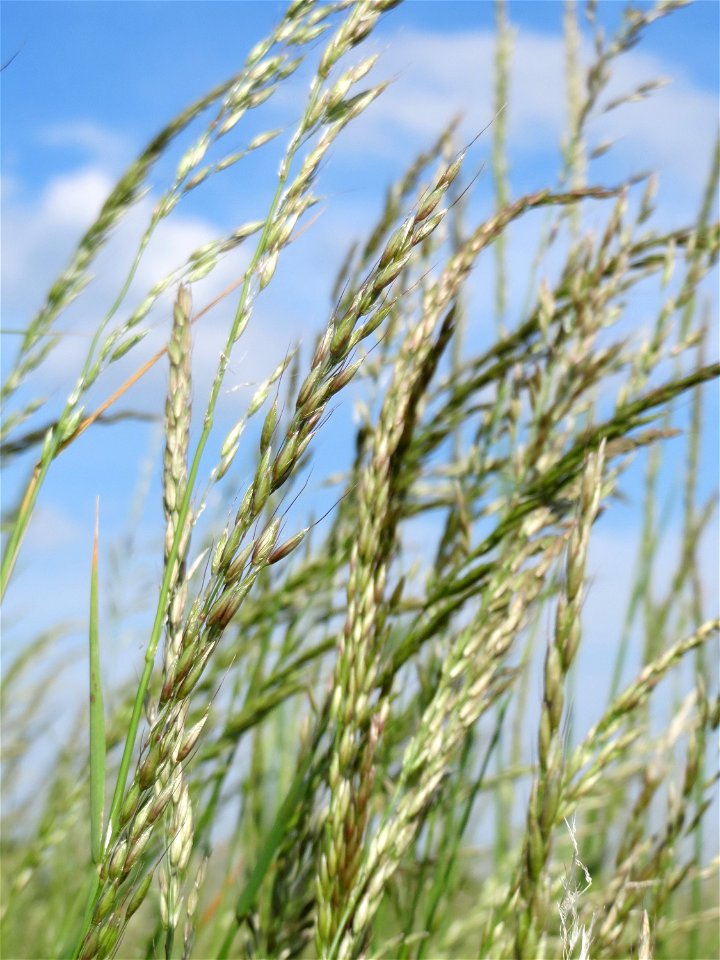 Gewöhnlicher Glatthafer (Arrhenatherum elatius) bei Hockenheim