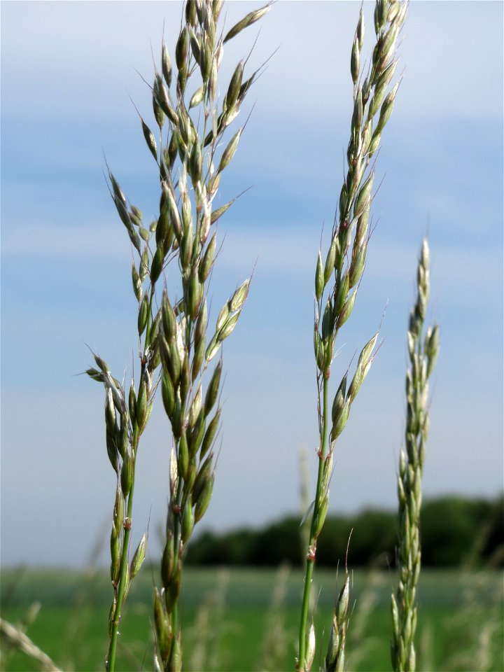 Gewöhnlicher Glatthafer (Arrhenatherum elatius) bei Hockenheim