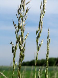 Gewöhnlicher Glatthafer (Arrhenatherum elatius) bei Hockenheim