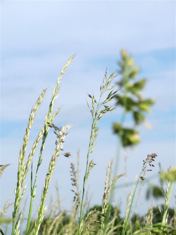 Gewöhnlicher Glatthafer (Arrhenatherum elatius) bei Hockenheim