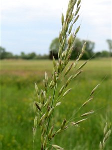 Gewöhnlicher Glatthafer (Arrhenatherum elatius) im Naturschutzgebiet „Bachwiesen/Leopoldswiesen“ im Hockenheimer Rheinbogen photo