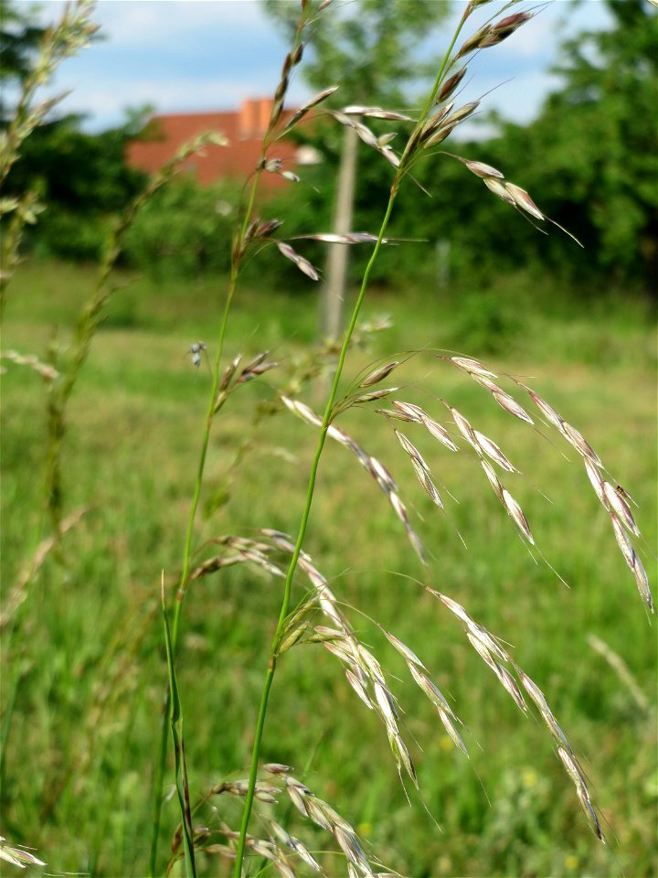 Gewöhnlicher Glatthafer (Arrhenatherum elatius) in Hockenheim