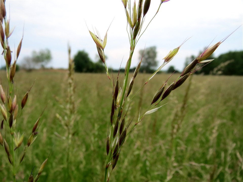 Glatthafer (Arrhenatherum elatius) im Naturschutzgebiet Bachwiesen/Leopoldswiesen im Hockenheimer Rheinbogen