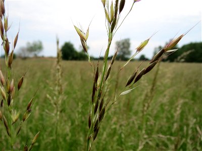 Glatthafer (Arrhenatherum elatius) im Naturschutzgebiet Bachwiesen/Leopoldswiesen im Hockenheimer Rheinbogen