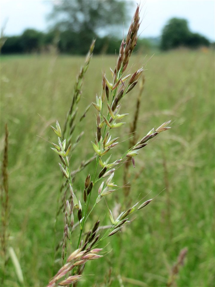 Gewöhnlicher Glatthafer (Arrhenatherum elatius) im Naturschutzgebiet Bachwiesen/Leopoldswiesen im Hockenheimer Rheinbogen