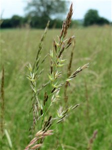 Gewöhnlicher Glatthafer (Arrhenatherum elatius) im Naturschutzgebiet Bachwiesen/Leopoldswiesen im Hockenheimer Rheinbogen photo