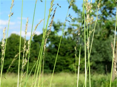 Gewöhnlicher Glatthafer (Arrhenatherum elatius) in Hockenheim