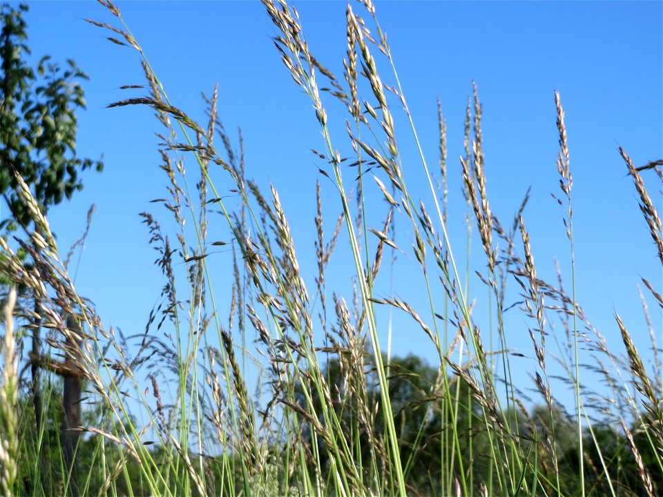 Gewöhnlicher Glatthafer (Arrhenatherum elatius) in Hockenheim