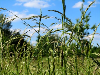 Gewöhnlicher Glatthafer (Arrhenatherum elatius) in Hockenheim