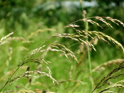 Gewöhnlicher Glatthafer (Arrhenatherum elatius) bei Neulußheim (Gemarkung Altlußheim)