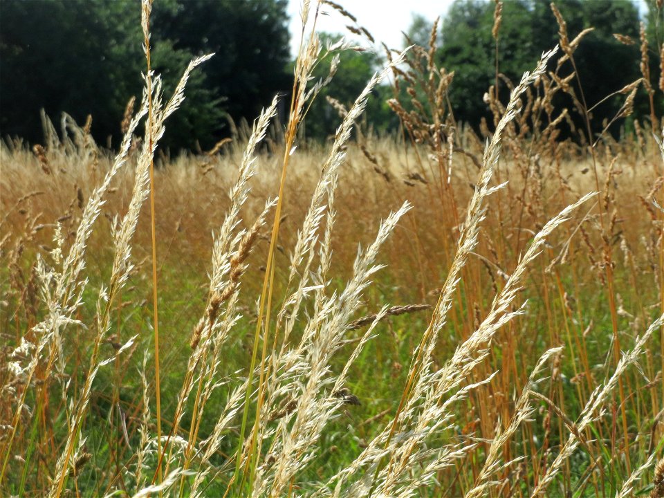 Gewöhnlicher Glatthafer (Arrhenatherum elatius) in Hockenheim