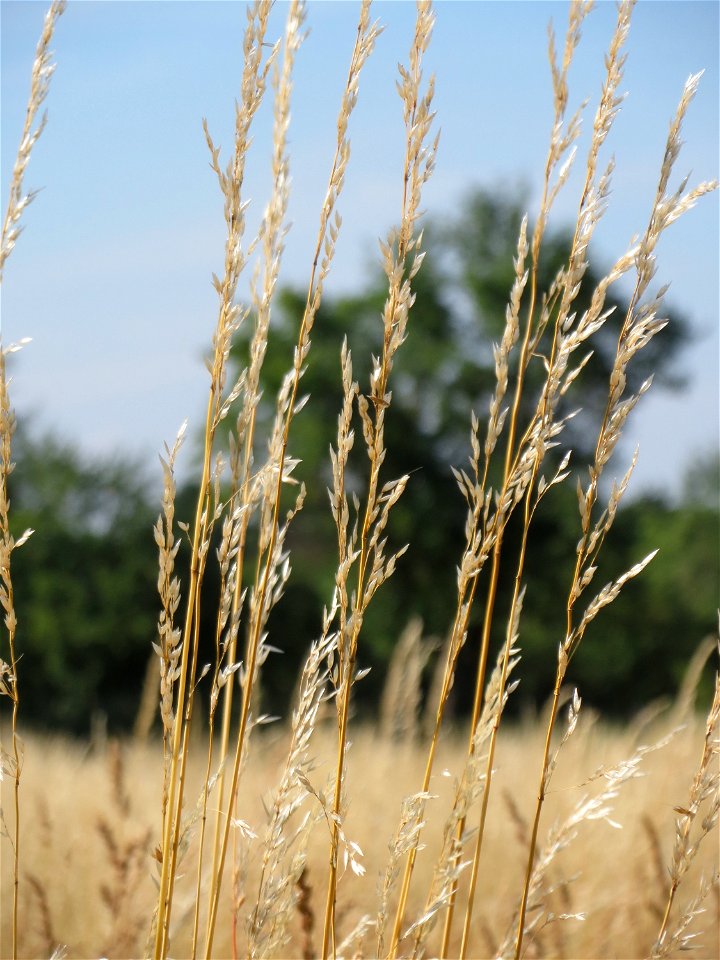 Gewöhnlicher Glatthafer (Arrhenatherum elatius) in Hockenheim