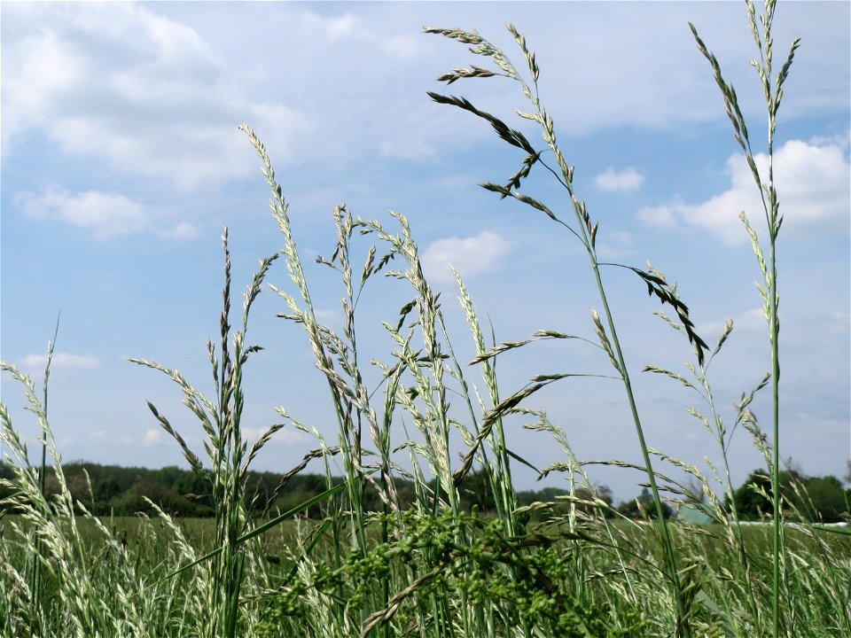 Gewöhnlicher Glatthafer (Arrhenatherum elatius) in den Horststückern im Landschaftsschutzgebiet „Hockenheimer Rheinbogen“