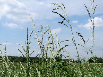 Gewöhnlicher Glatthafer (Arrhenatherum elatius) in den Horststückern im Landschaftsschutzgebiet „Hockenheimer Rheinbogen“ photo