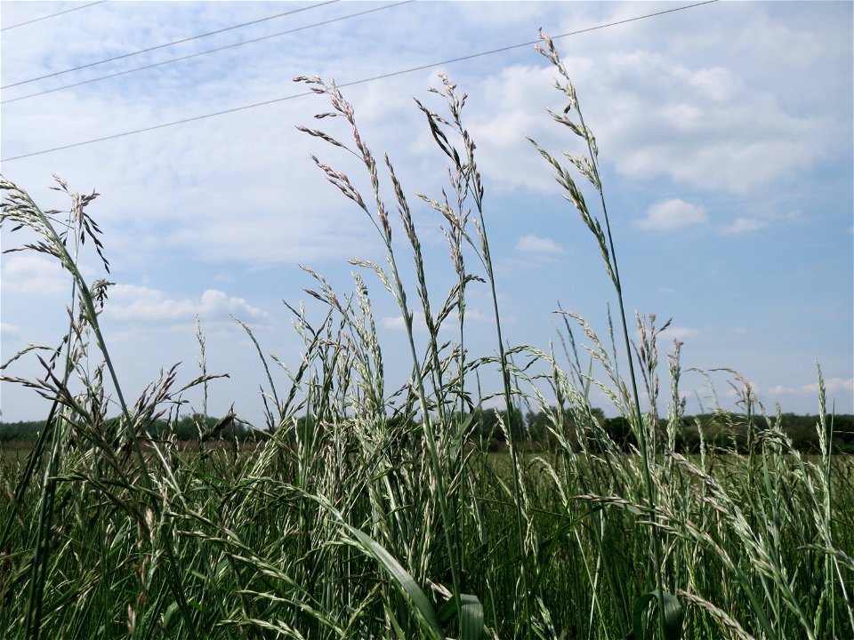 Gewöhnlicher Glatthafer (Arrhenatherum elatius) in den Horststückern im Landschaftsschutzgebiet „Hockenheimer Rheinbogen“
