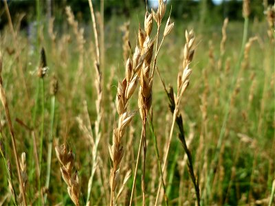 Gewöhnlicher Glatthafer (Arrhenatherum elatius) in Hockenheim