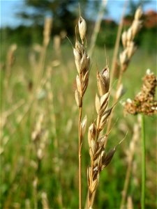 Gewöhnlicher Glatthafer (Arrhenatherum elatius) in Hockenheim
