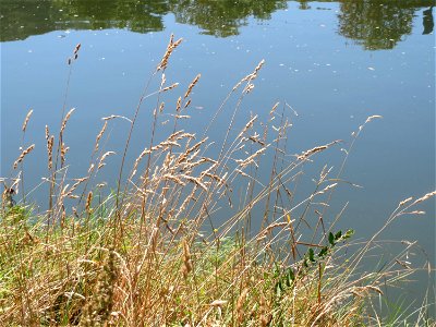Gewöhnlicher Glatthafer (Arrhenatherum elatius) am Staden in Saarbrücken