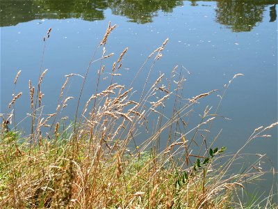 Gewöhnlicher Glatthafer (Arrhenatherum elatius) am Staden in Saarbrücken photo