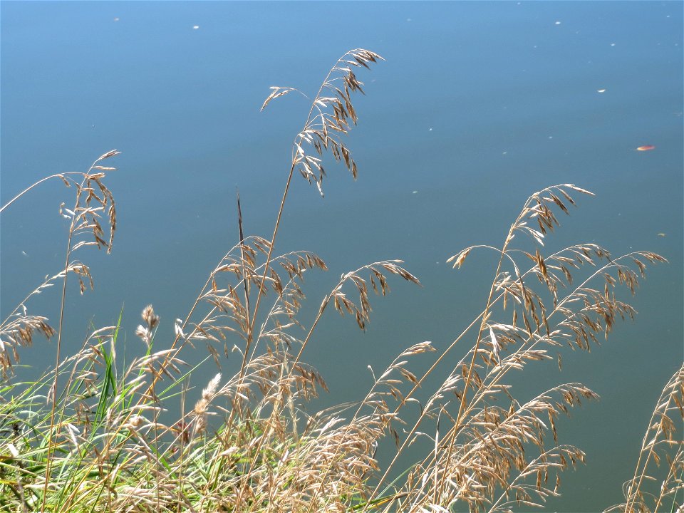 Gewöhnlicher Glatthafer (Arrhenatherum elatius) am Staden in Saarbrücken