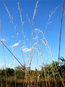 Gewöhnlicher Glatthafer (Arrhenatherum elatius) in Hockenheim