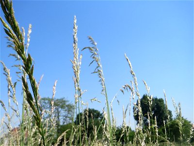 Gewöhnlicher Glatthafer (Arrhenatherum elatius) beim Insultheimer Hof im Landschaftsschutzgebiet „Hockenheimer Rheinbogen“ photo