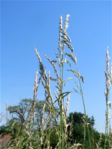 Gewöhnlicher Glatthafer (Arrhenatherum elatius) beim Insultheimer Hof im Landschaftsschutzgebiet „Hockenheimer Rheinbogen“ photo