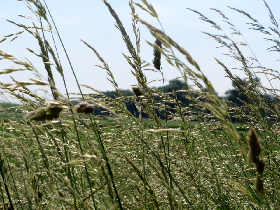 Gewöhnlicher Glatthafer (Arrhenatherum elatius) am Hofweg im Landschaftsschutzgebiet „Hockenheimer Rheinbogen“