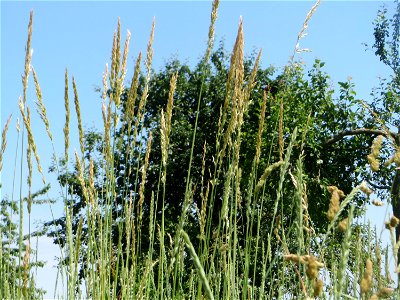 Gewöhnlicher Glatthafer (Arrhenatherum elatius) beim Insultheimer Hof im Landschaftsschutzgebiet „Hockenheimer Rheinbogen“ photo