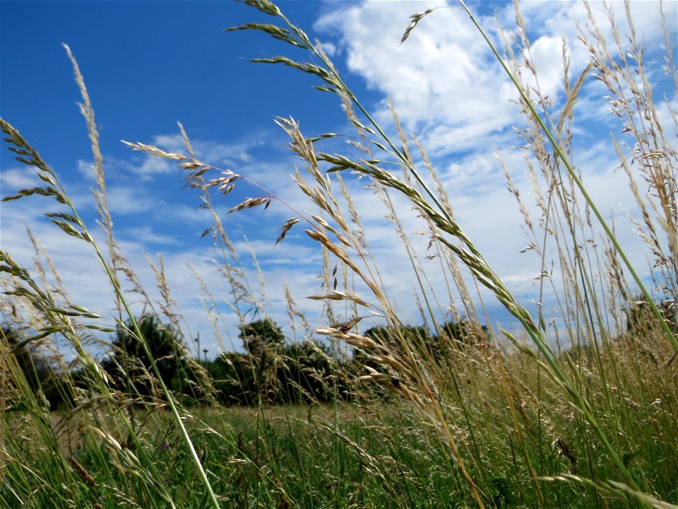 Gewöhnlicher Glatthafer (Arrhenatherum elatius) auf einer Wiese zum Schutz der Haubenlerche am Stadtrand von Hockenheim