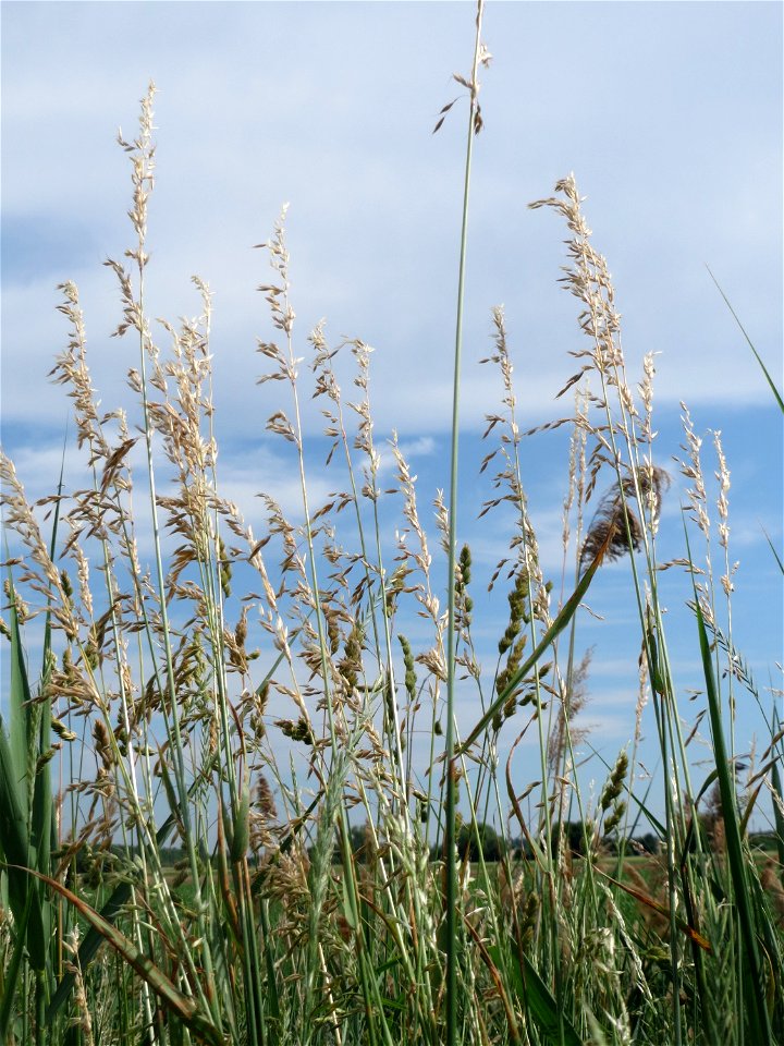 Gewöhnlicher Glatthafer (Arrhenatherum elatius) auf einer Wiese zum Schutz der Haubenlerche beim Dänischen Lager bei Hockenheim