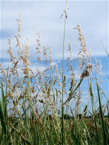 Gewöhnlicher Glatthafer (Arrhenatherum elatius) auf einer Wiese zum Schutz der Haubenlerche beim Dänischen Lager bei Hockenheim