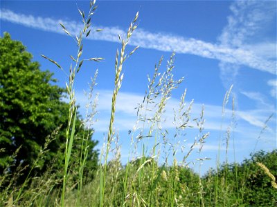 Gewöhnlicher Glatthafer (Arrhenatherum elatius) in Hockenheim