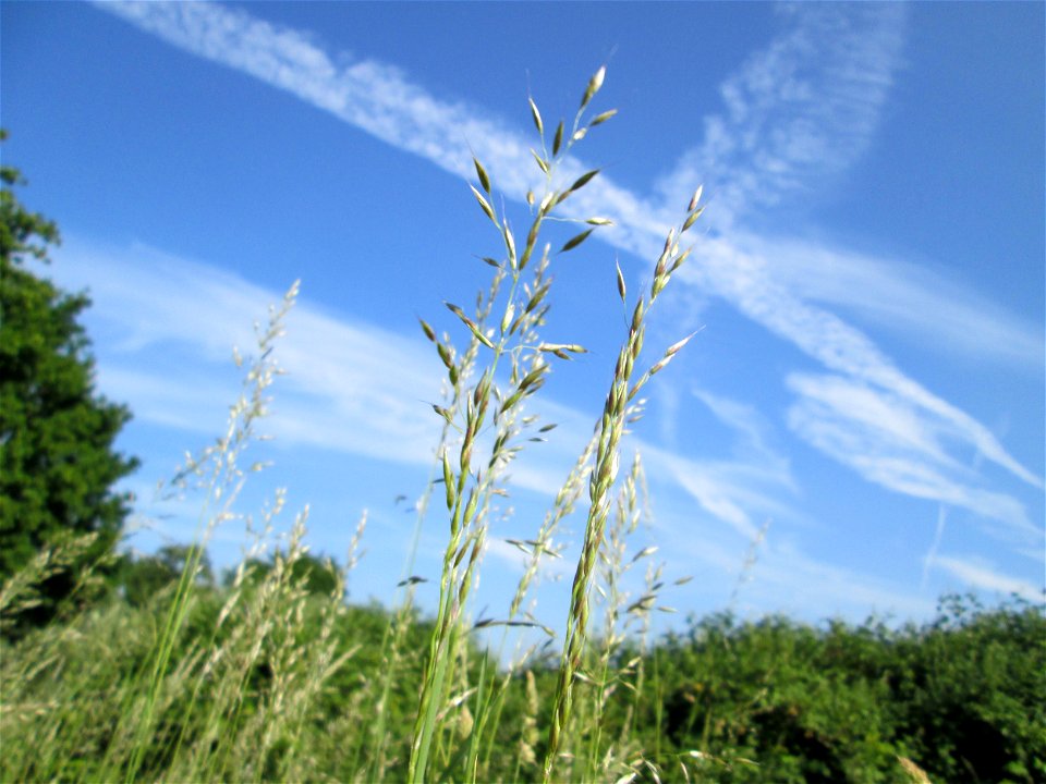 Gewöhnlicher Glatthafer (Arrhenatherum elatius) in Hockenheim