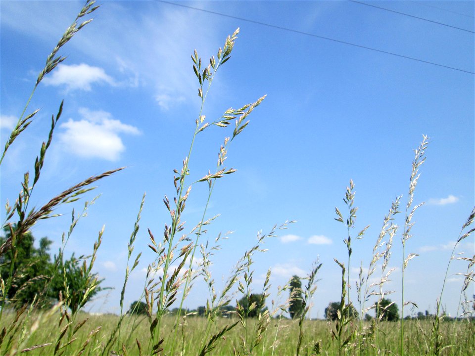 Gewöhnlicher Glatthafer (Arrhenatherum elatius) im Naturschutzgebiet „Bachwiesen/Leopoldswiesen“ im Hockenheimer Rheinbogen