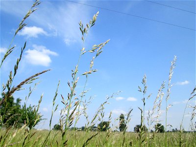 Gewöhnlicher Glatthafer (Arrhenatherum elatius) im Naturschutzgebiet „Bachwiesen/Leopoldswiesen“ im Hockenheimer Rheinbogen
