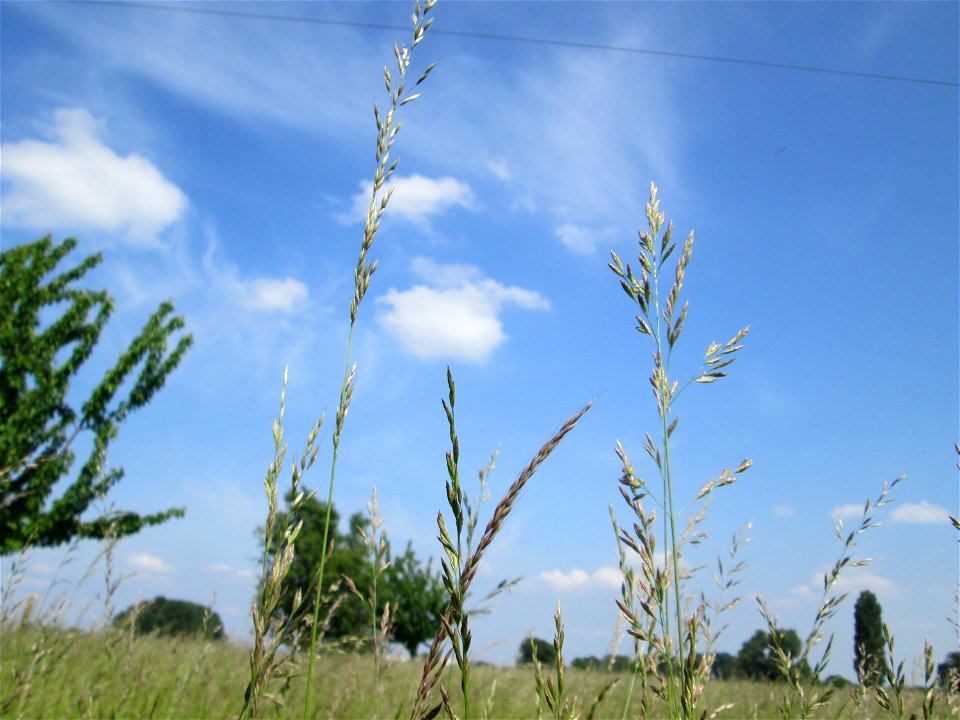 Gewöhnlicher Glatthafer (Arrhenatherum elatius) im Naturschutzgebiet „Bachwiesen/Leopoldswiesen“ im Hockenheimer Rheinbogen