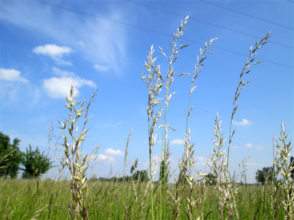 Gewöhnlicher Glatthafer (Arrhenatherum elatius) im Naturschutzgebiet „Bachwiesen/Leopoldswiesen“ im Hockenheimer Rheinbogen