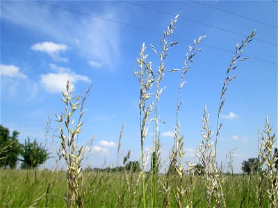 Gewöhnlicher Glatthafer (Arrhenatherum elatius) im Naturschutzgebiet „Bachwiesen/Leopoldswiesen“ im Hockenheimer Rheinbogen