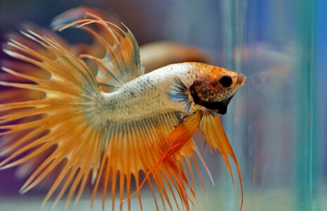 Fishy tropical exotic