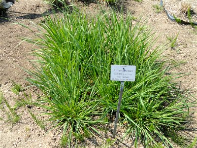Arrhenatherum elatius specimen in the Botanischer Garten München-Nymphenburg, Munich, Germany.