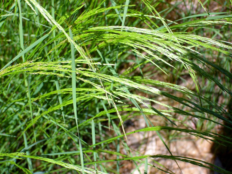 Arrhenatherum elatius spikes close up, Dehesa Boyal de Puertollano, Spain