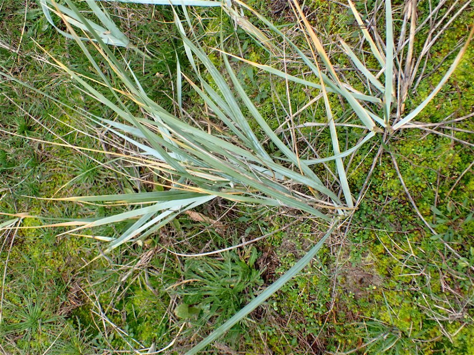 Lyme Grass (Leymus arenarius)
