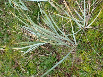 Lyme Grass (Leymus arenarius)