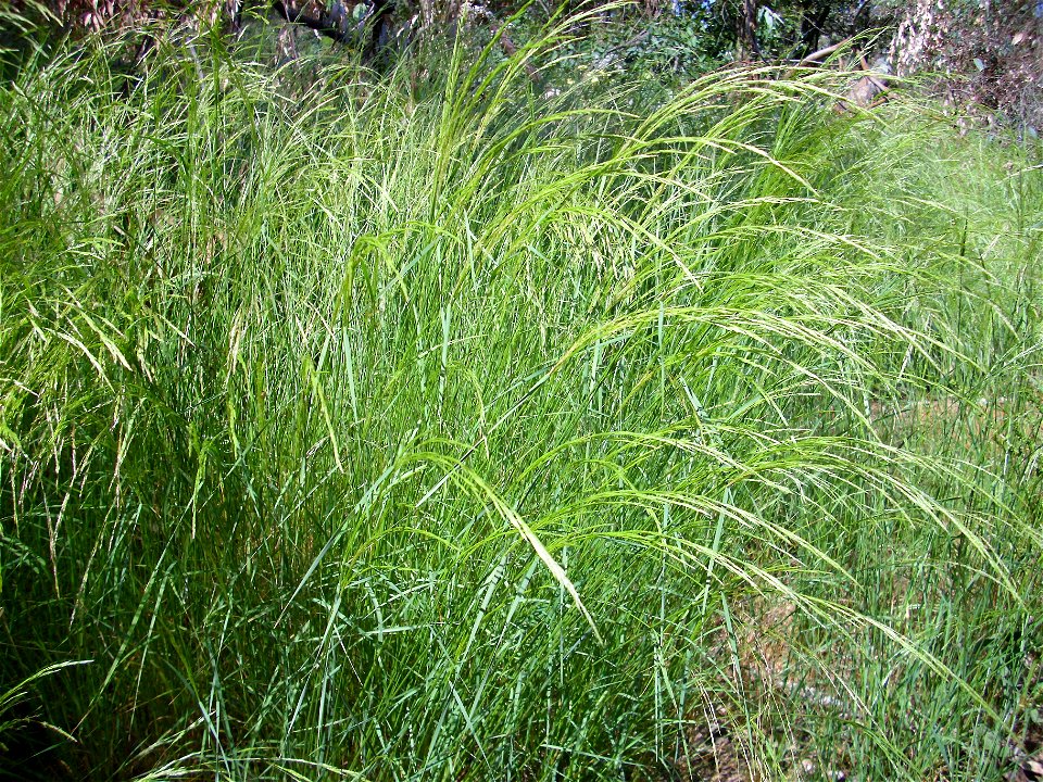 Arrhenatherum elatius habit, Dehesa Boyal de Puertollano, Spain