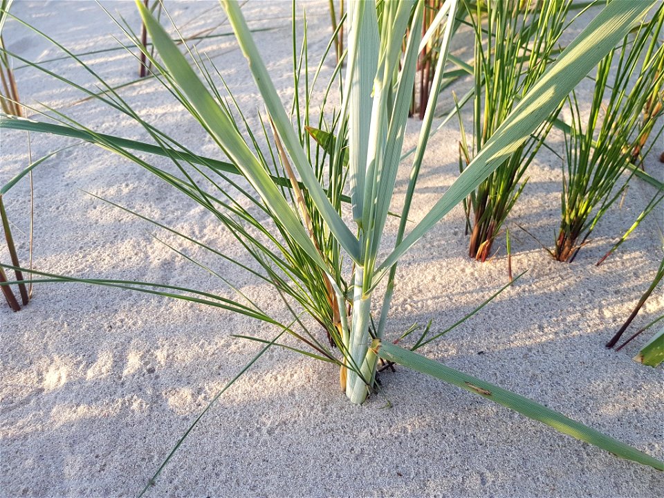 Lyme Grass (Leymus arenarius)