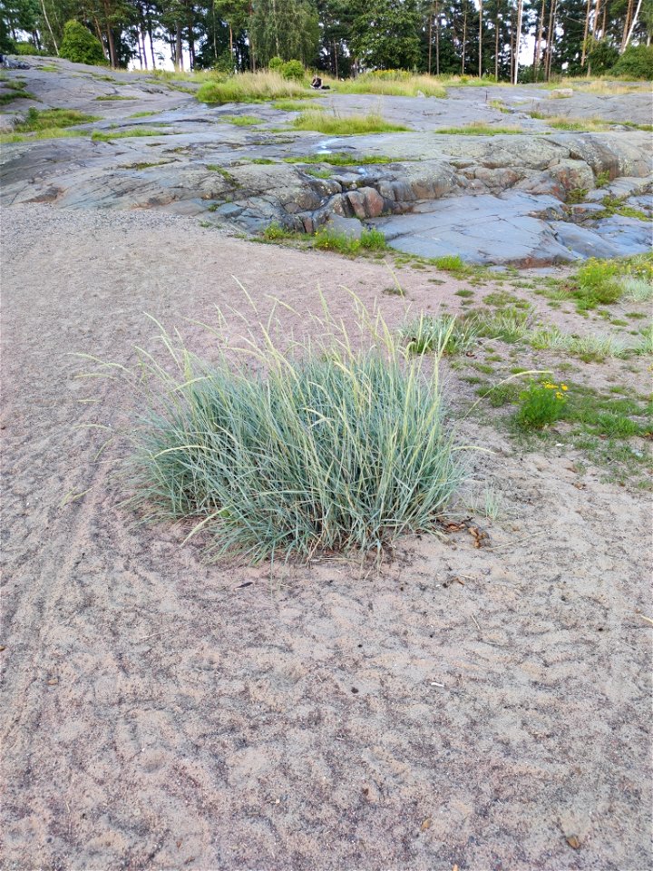 Lyme Grass (Leymus arenarius)