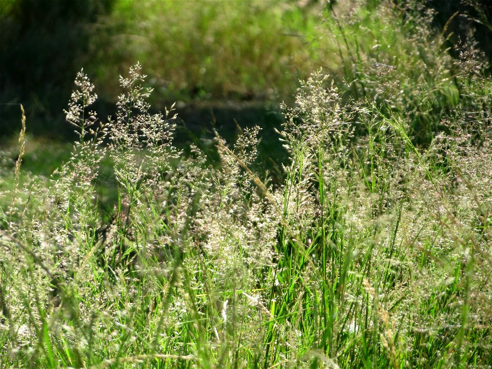 Rotes Straußgras (Agrostis capillaris) im Schwetzinger Hardt