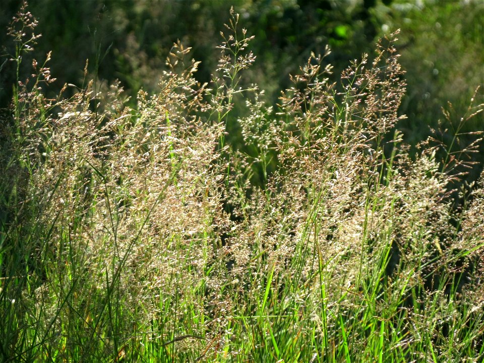 Rotes Straußgras (Agrostis capillaris) im Schwetzinger Hardt